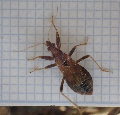Himacerus mirmicoides